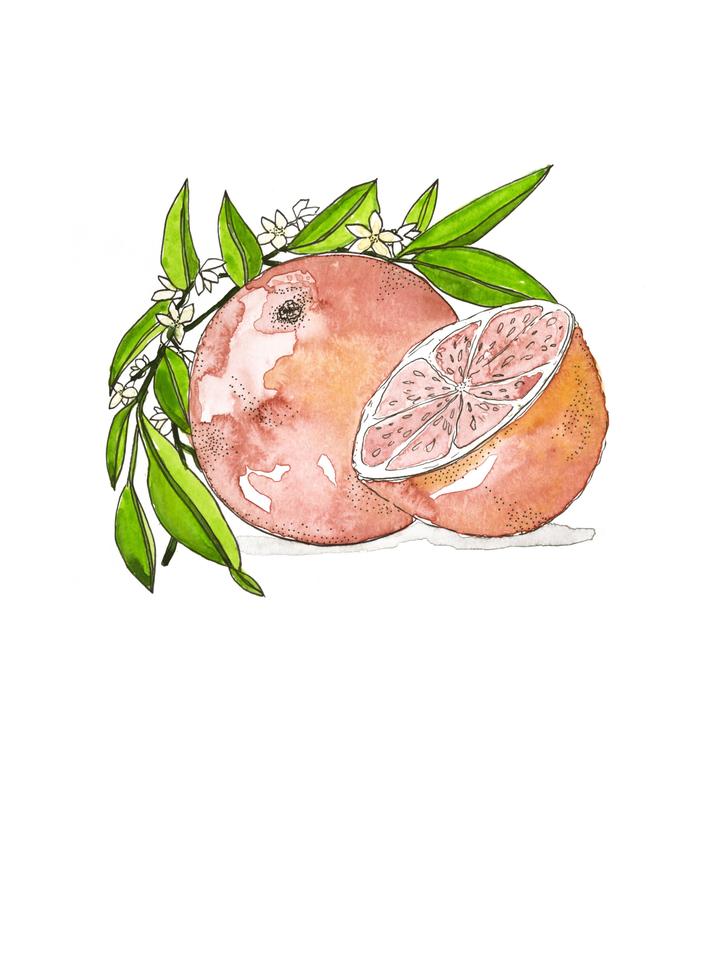 Grapefruit Watercolor Art Print