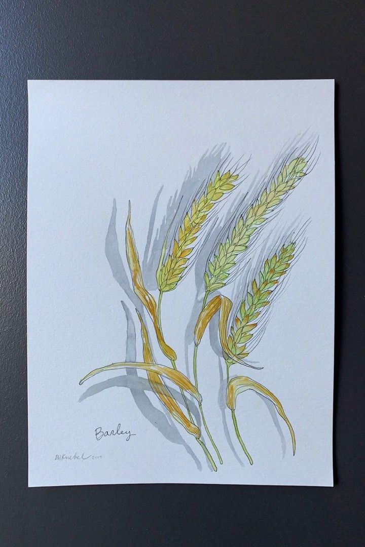 Barley Plant Original Watercolor Painting