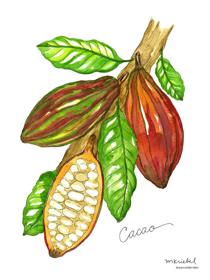 Cacao Pod Watercolor Art Print
