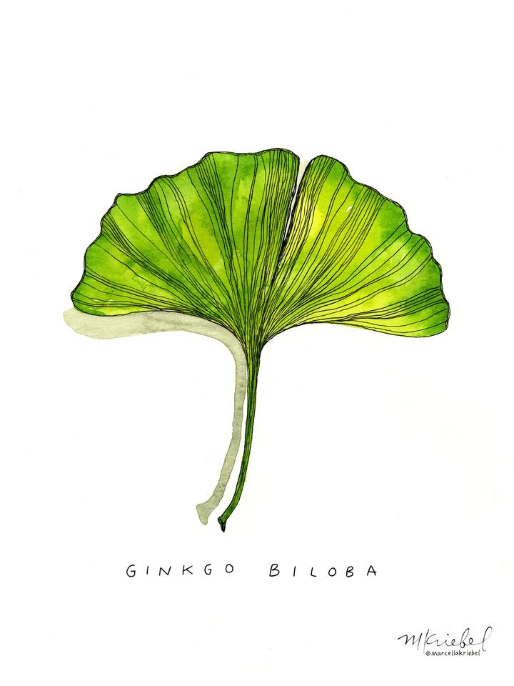 Ginkgo Biloba Leaf Watercolor Art Print