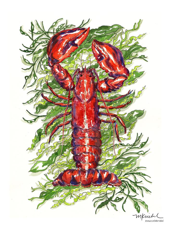 Lobster Watercolor Art Print