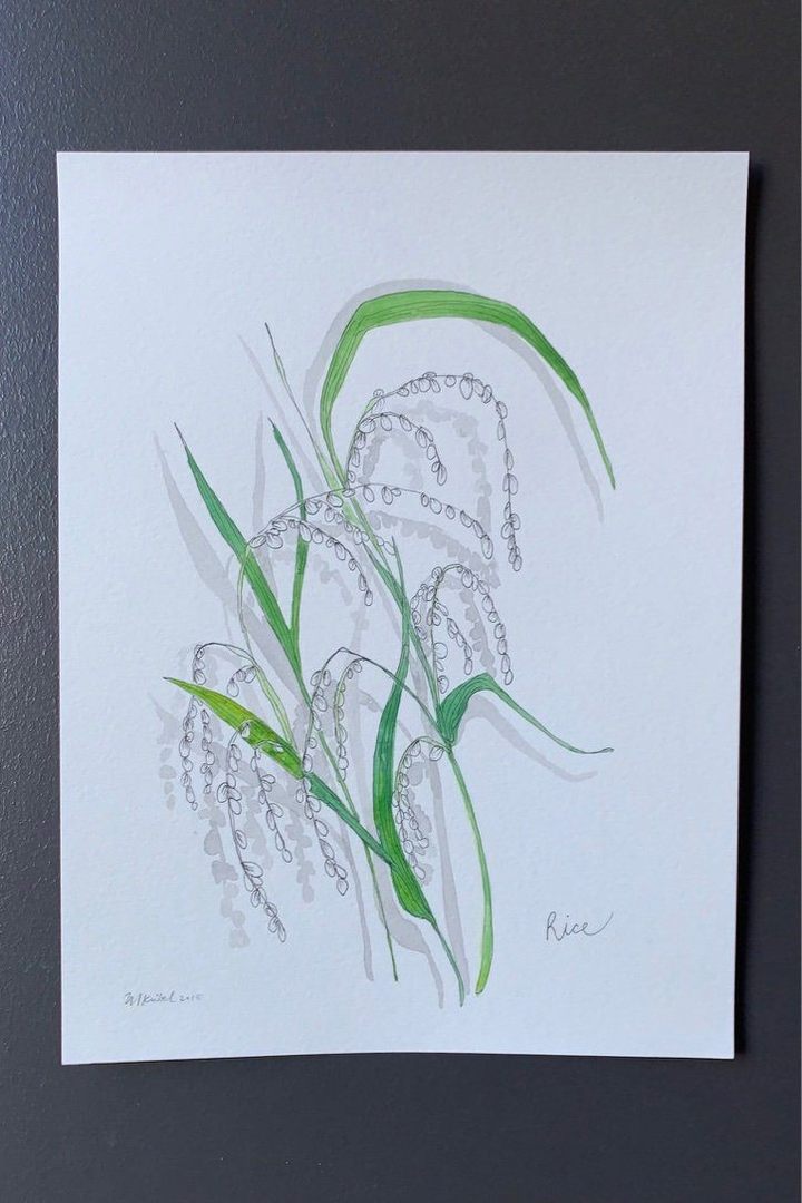 Rice Plant Original Watercolor Painting
