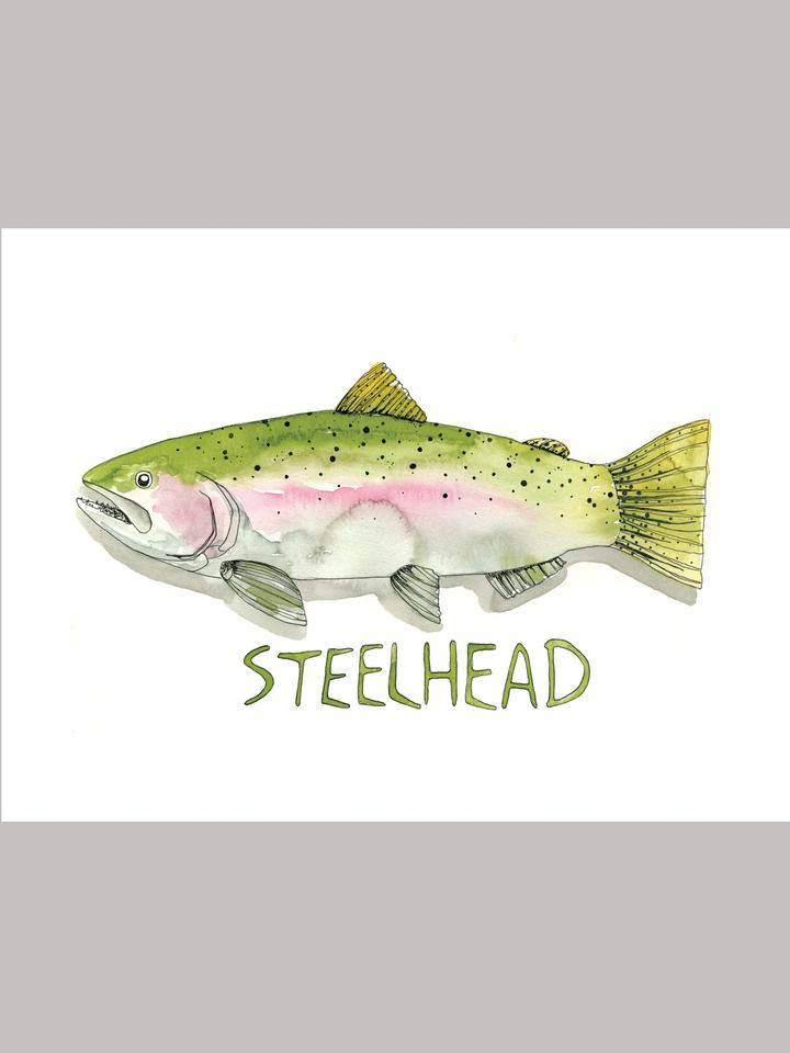 Steelhead Fish Watercolor Art Print