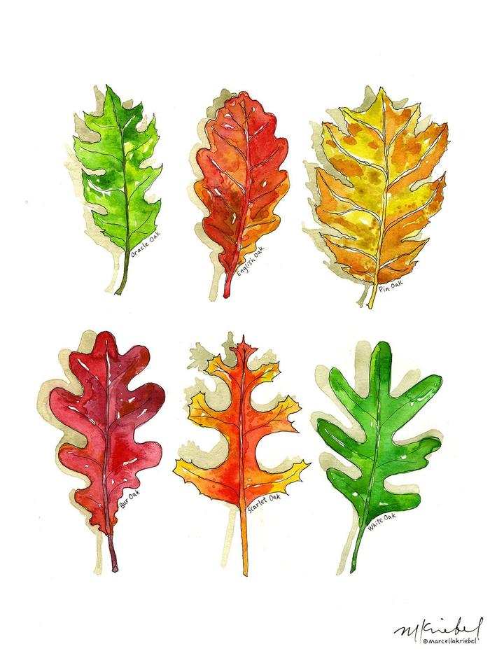 Oak Leaves Watercolor Art Print