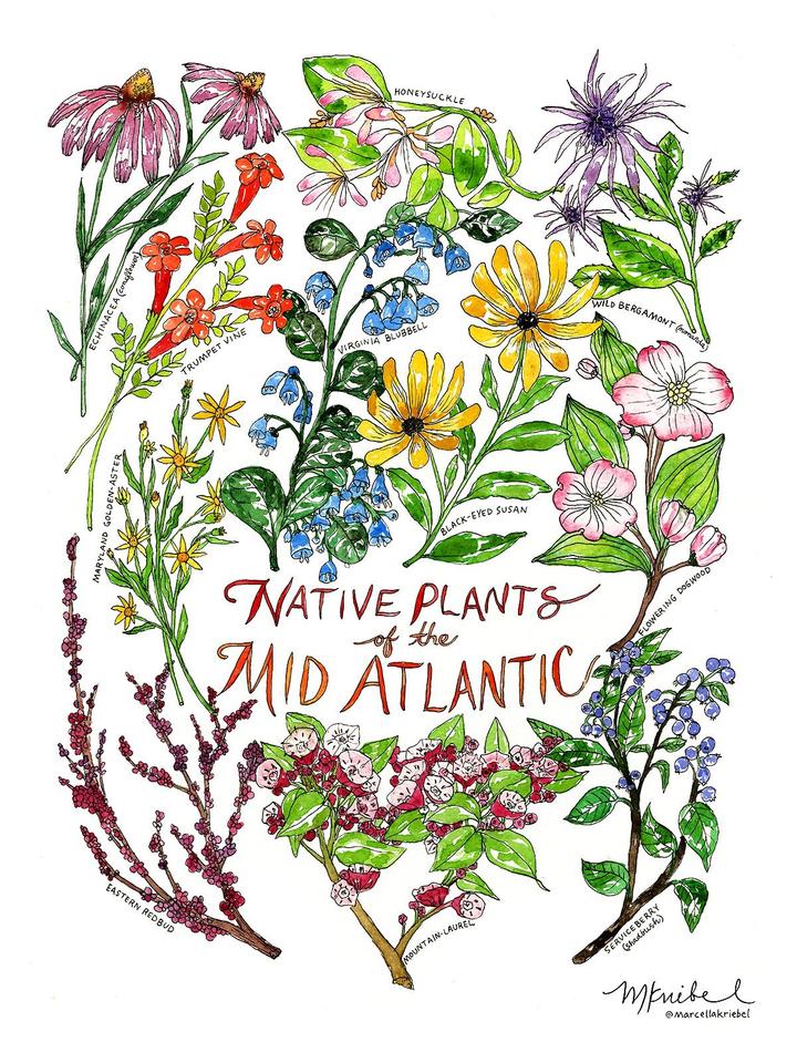 Native Plants of the Mid Atlantic Watercolor Art Print