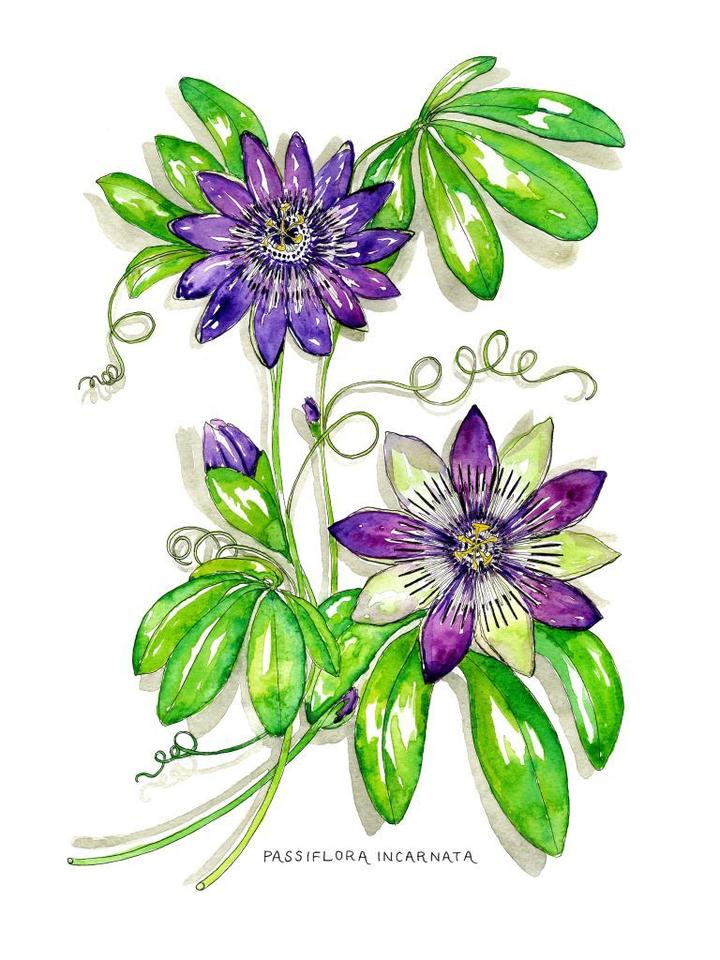Passion Flower Watercolor Art Print