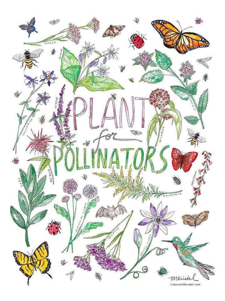 Plant for Pollinators Watercolor Art Print