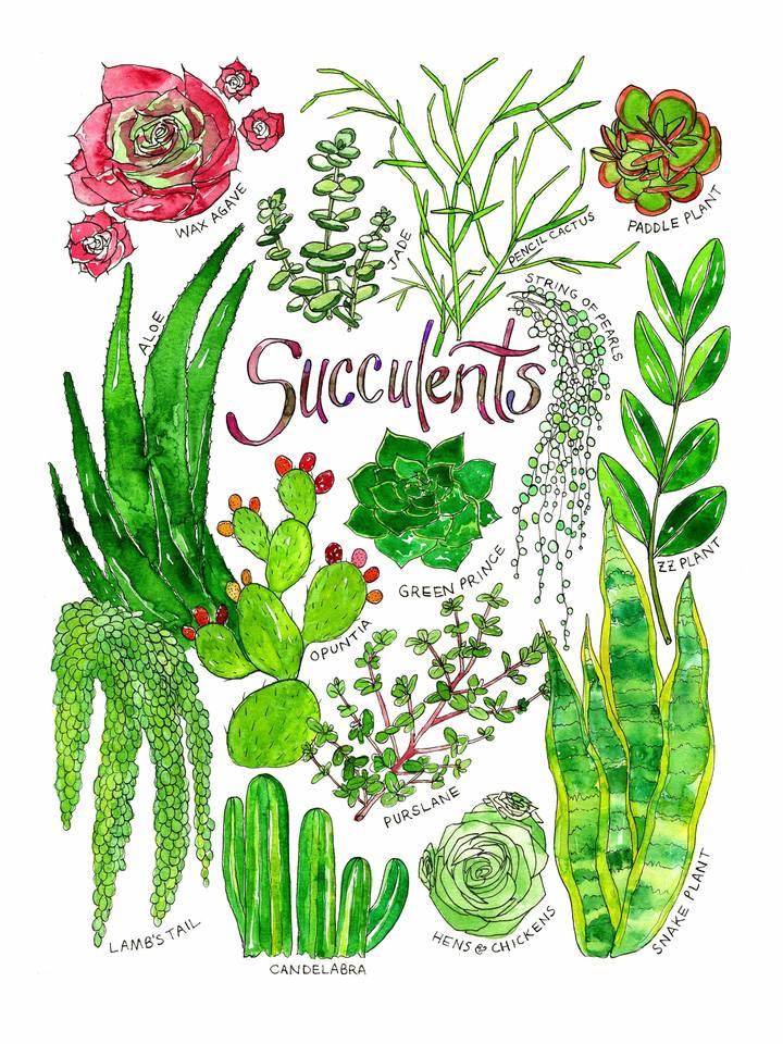 Succulents Watercolor Art Print